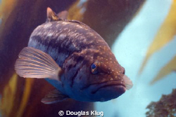 Spring Appearance.  The Calico bass become more active wi... by Douglas Klug 